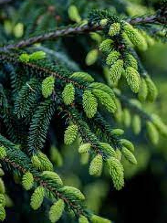 8 Sacred Plants with Profound Spiritual Meaning in Native American Traditions