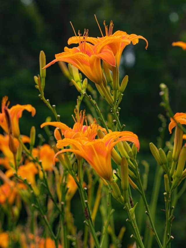 8 Easy-To-Grow Perennial Flowers That Bloom For A Long Time