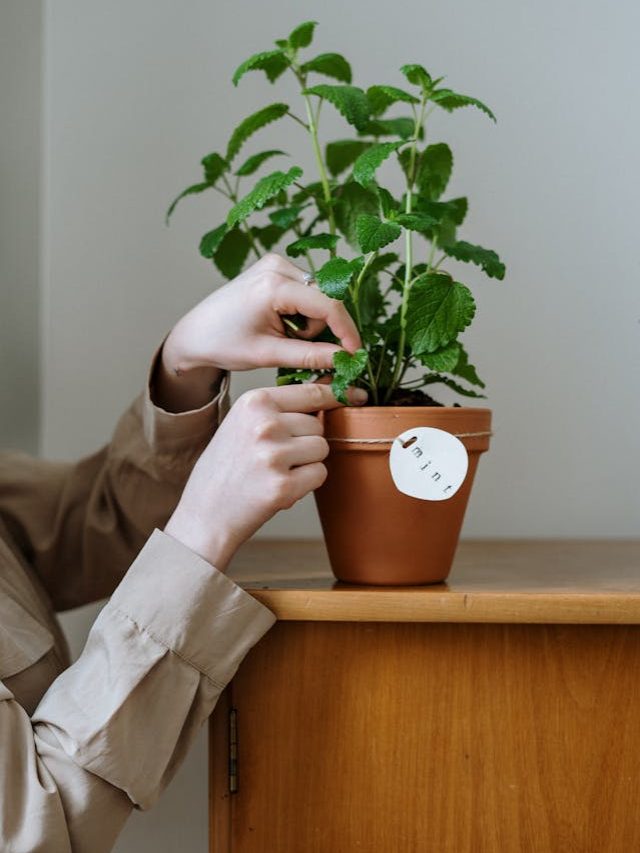 No Green Thumb? 9 Plants That Are Perfect for Beginners