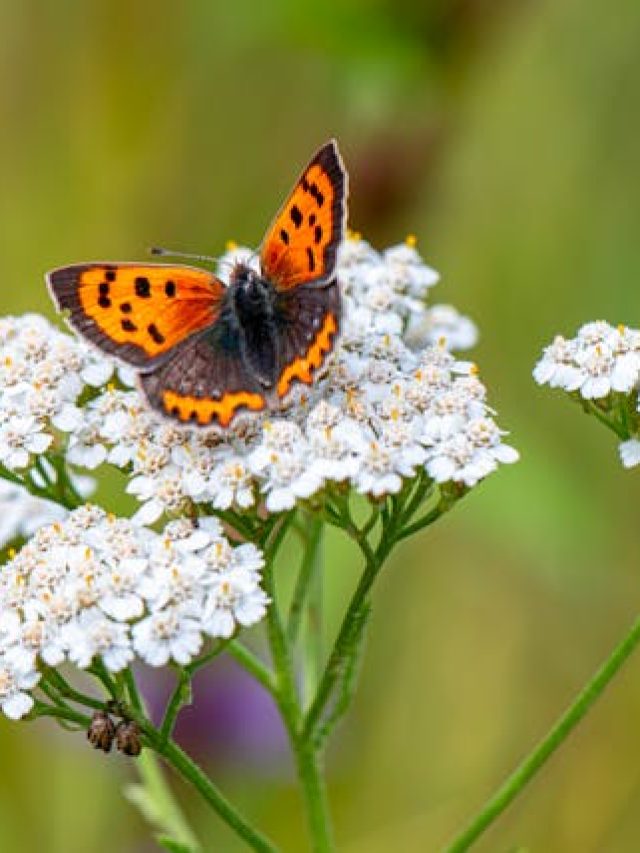 8 Low-Maintenance Perennial Flowers That Are Easy to Grow