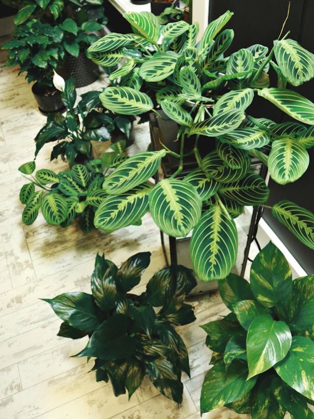 8 Unique Indoor Plants to Wow Your Guests