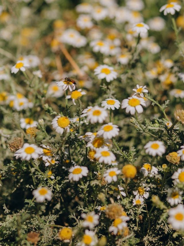 9 Native Plants That Bring Natural Elegance to American Gardens